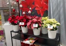 Beekenkamp had their Robyn and Virgo Poinsettia Superstars on show.